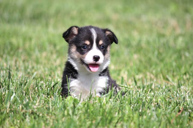 Pembroke Welsh Corgi Puppies media 13