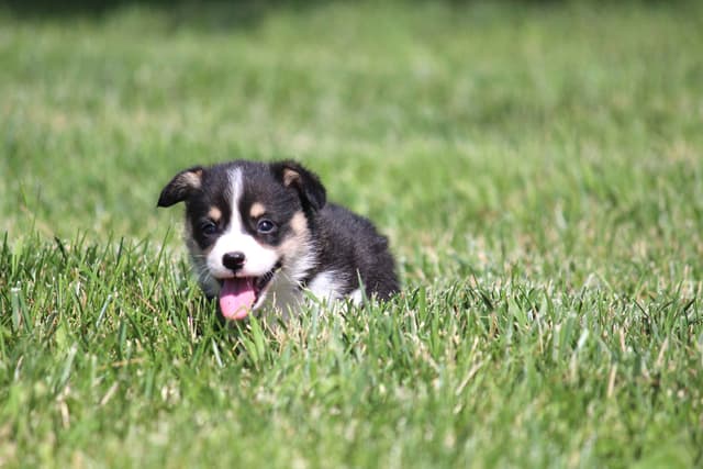 Pembroke Welsh Corgi Puppies media 17