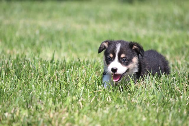 Pembroke Welsh Corgi Puppies media 15