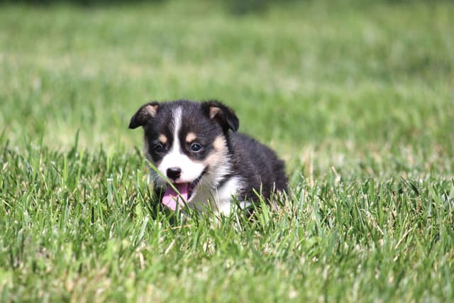 Pembroke Welsh Corgi Puppies media 14