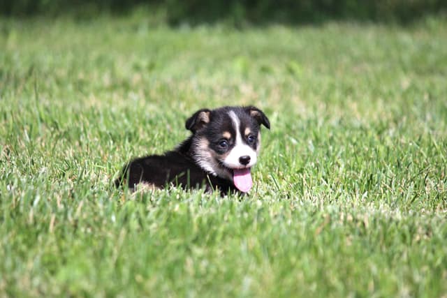 Pembroke Welsh Corgi Puppies media 16