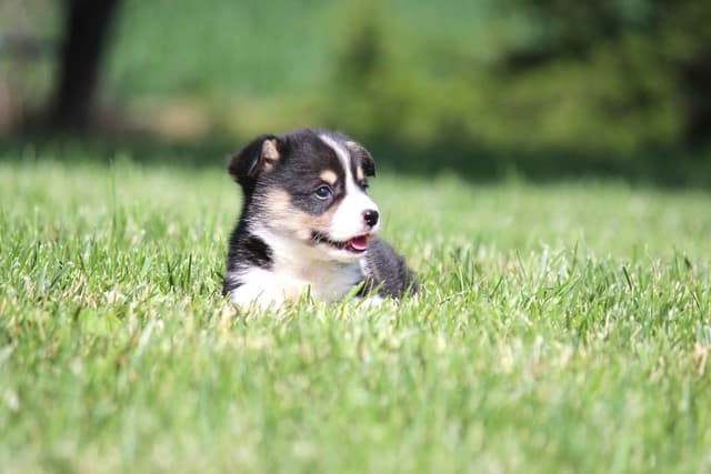 Pembroke Welsh Corgi Puppies media 18
