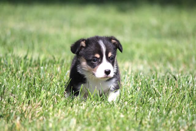 Pembroke Welsh Corgi Puppies media 19