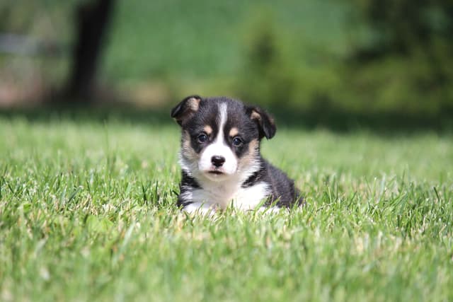 Pembroke Welsh Corgi Puppies media 20