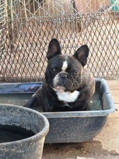 French Bulldog  Mom 600 media 7