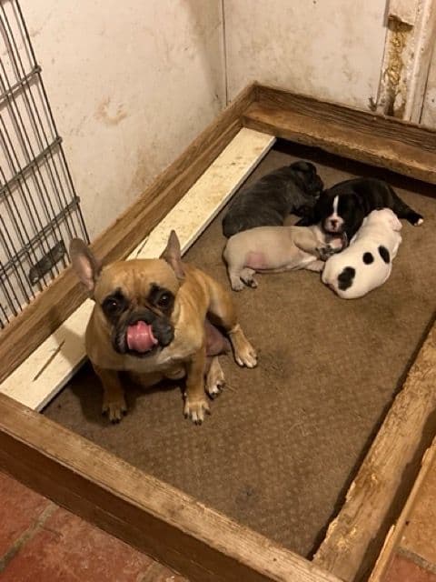 French Bulldog  Mom 600 media 6