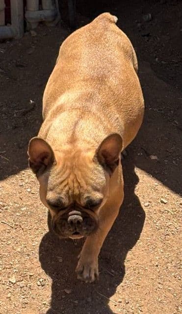 French Bulldog  Mom 600 media 9