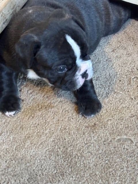 French Bulldog  Mom 600 media 3