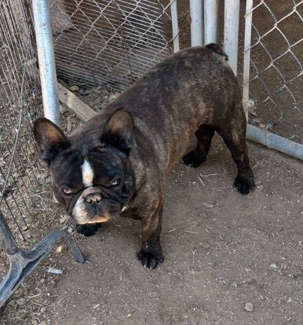 French Bulldog  Mom 600 media 8