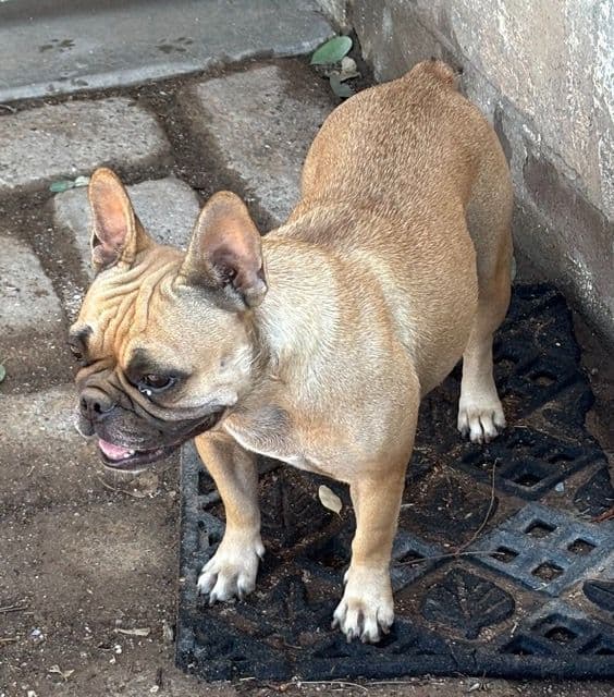 French Bulldog  Mom 600 media 10