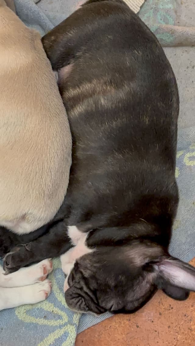 French Bulldog  Mom 600 media 5