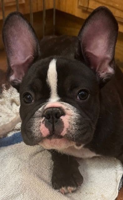 French Bulldog  Mom 600 media 4