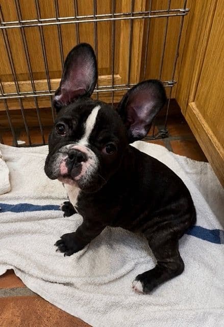 French Bulldog  Mom 600 media 2