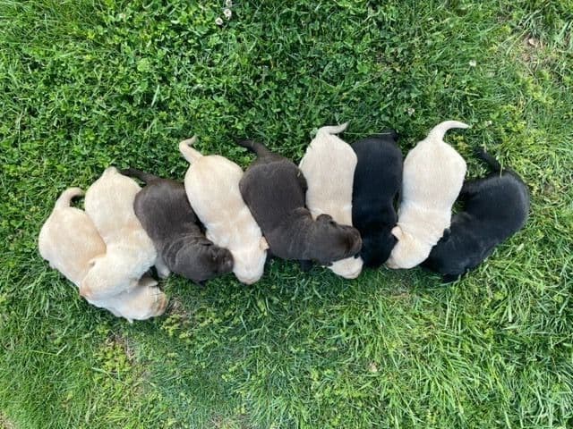 Labrador Retriever Puppies breeder image 1