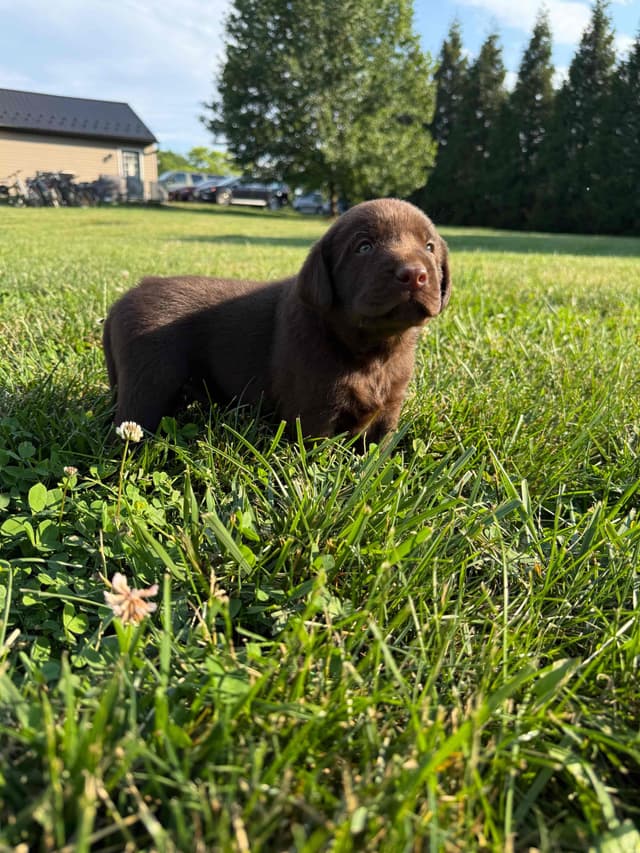 Labrador Retriever Puppies media 3