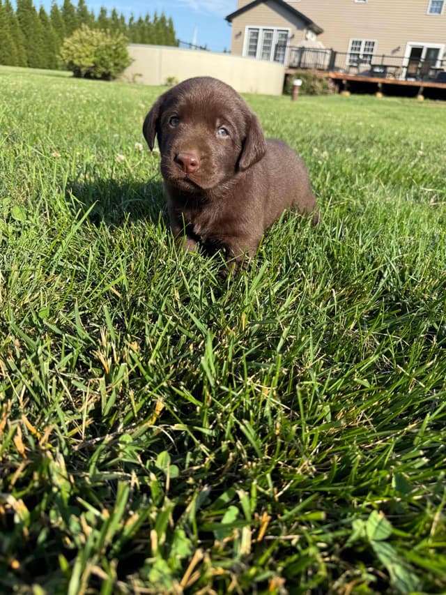Labrador Retriever Puppies media 5