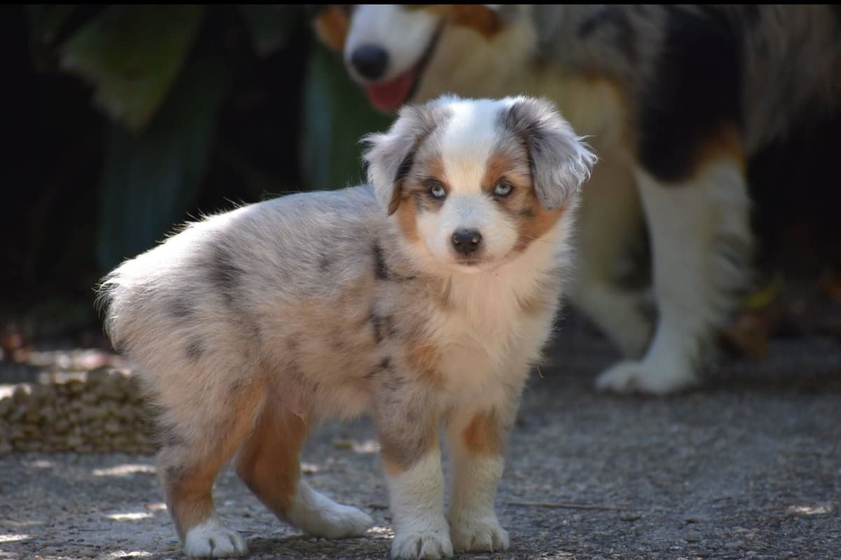 Miniature American Shepherd Puppies breeder image 1