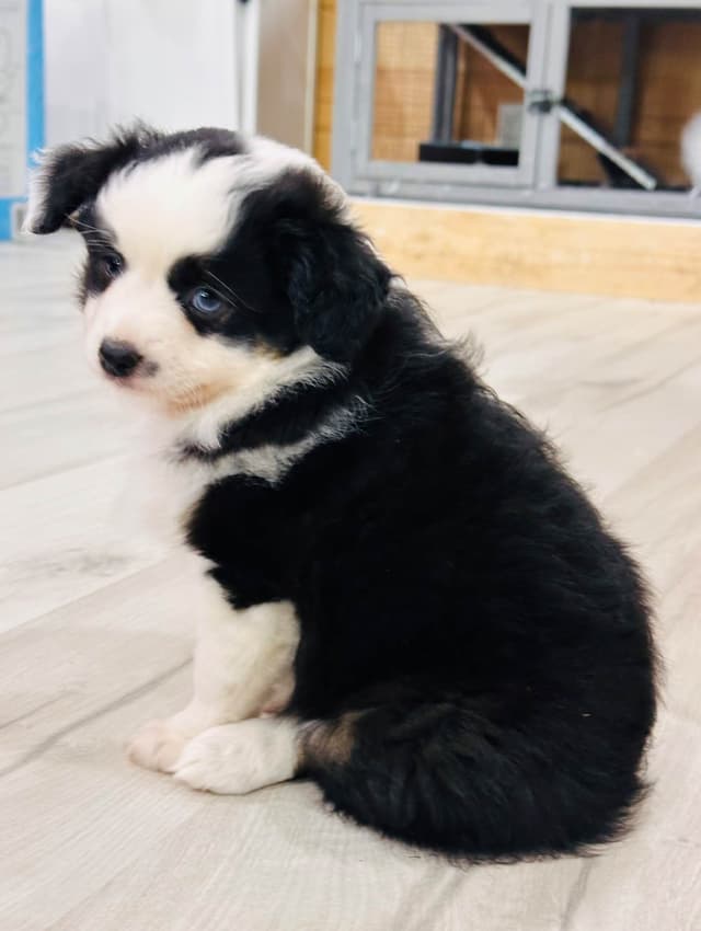 Miniature American Shepherd Puppies media 2