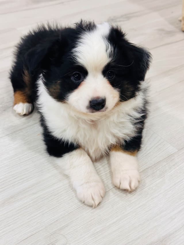 Miniature American Shepherd Puppies media 3