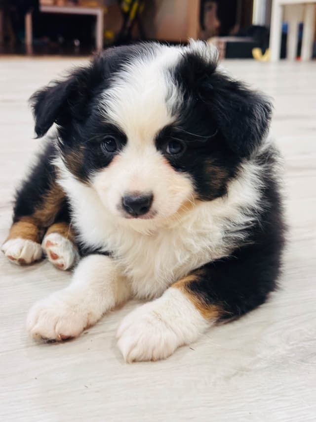 Miniature American Shepherd Puppies media 5