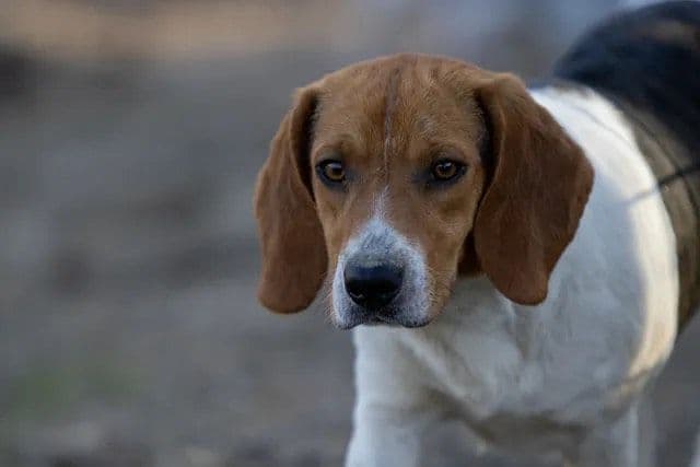 Beagle Puppies breeder image 3