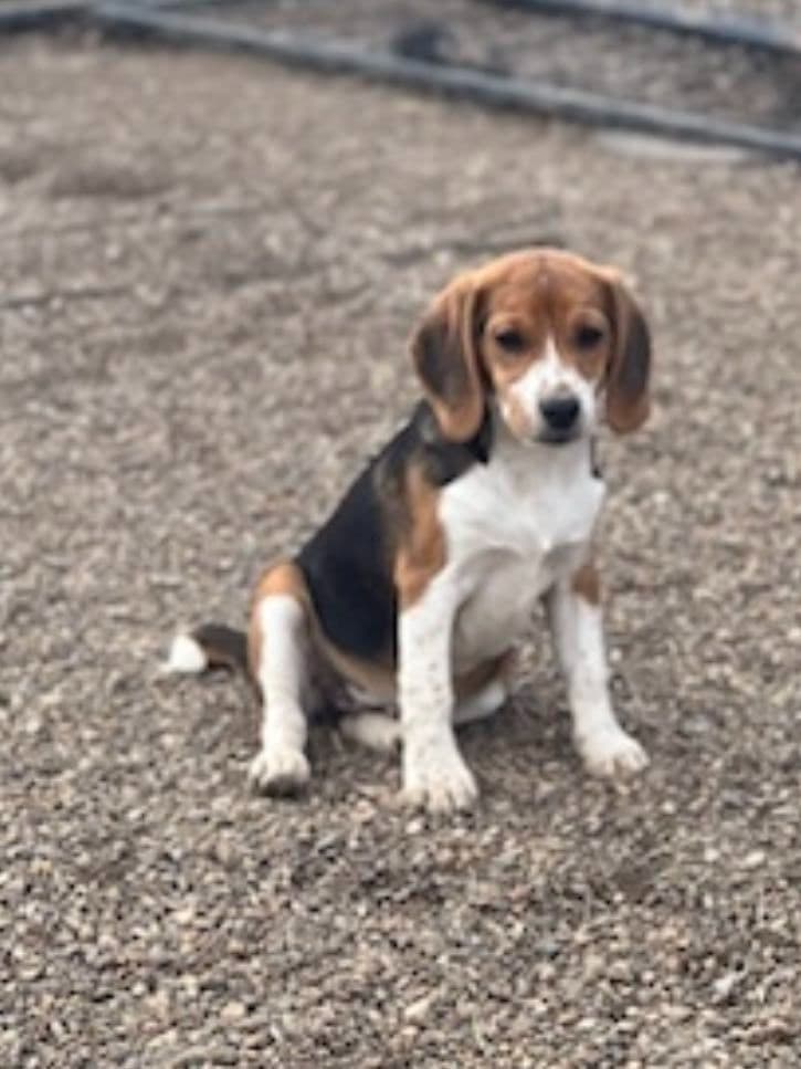 Beagle Puppies breeder image 4