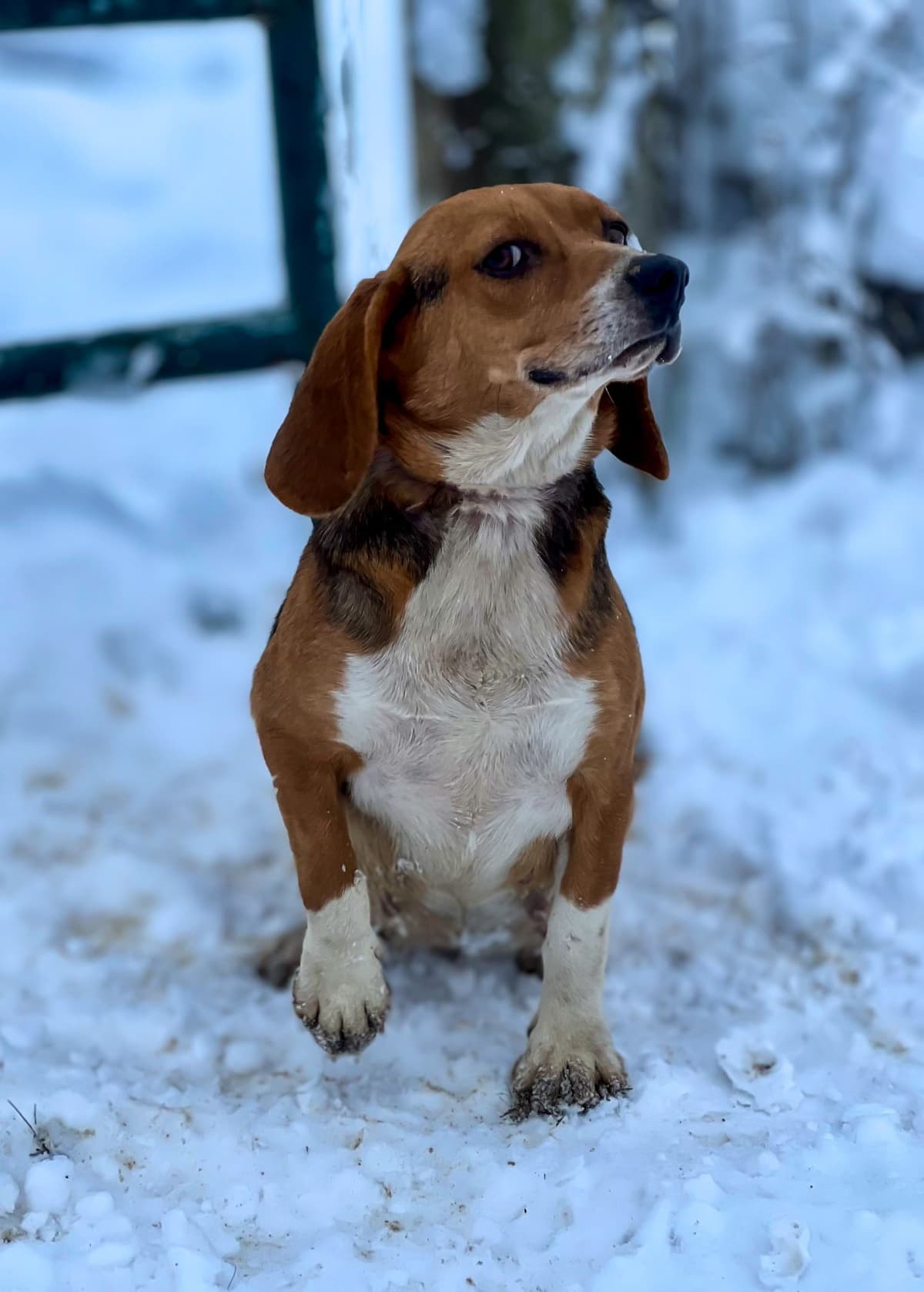 Beagle Puppies breeder image 8