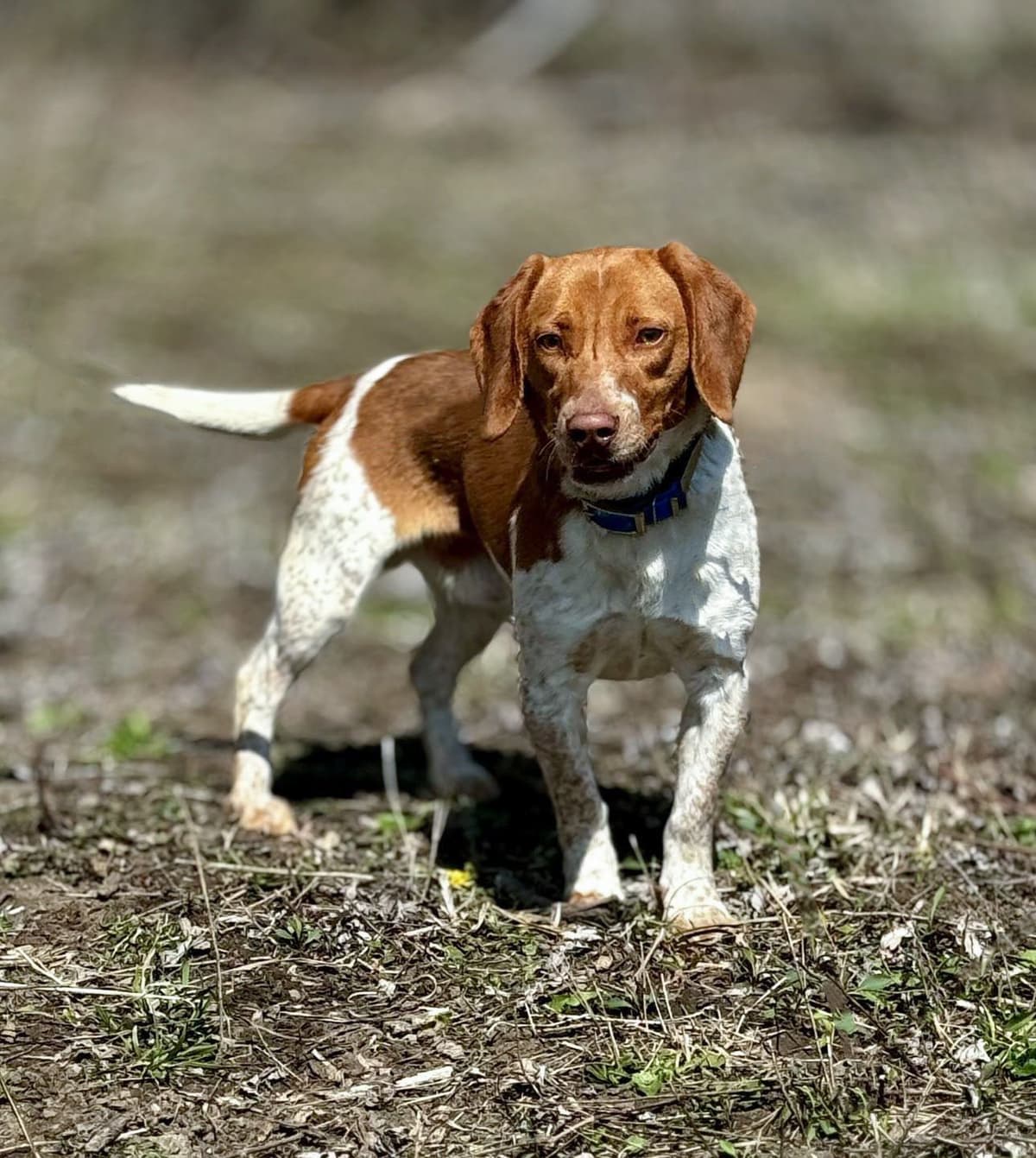 Beagle Puppies breeder image 7