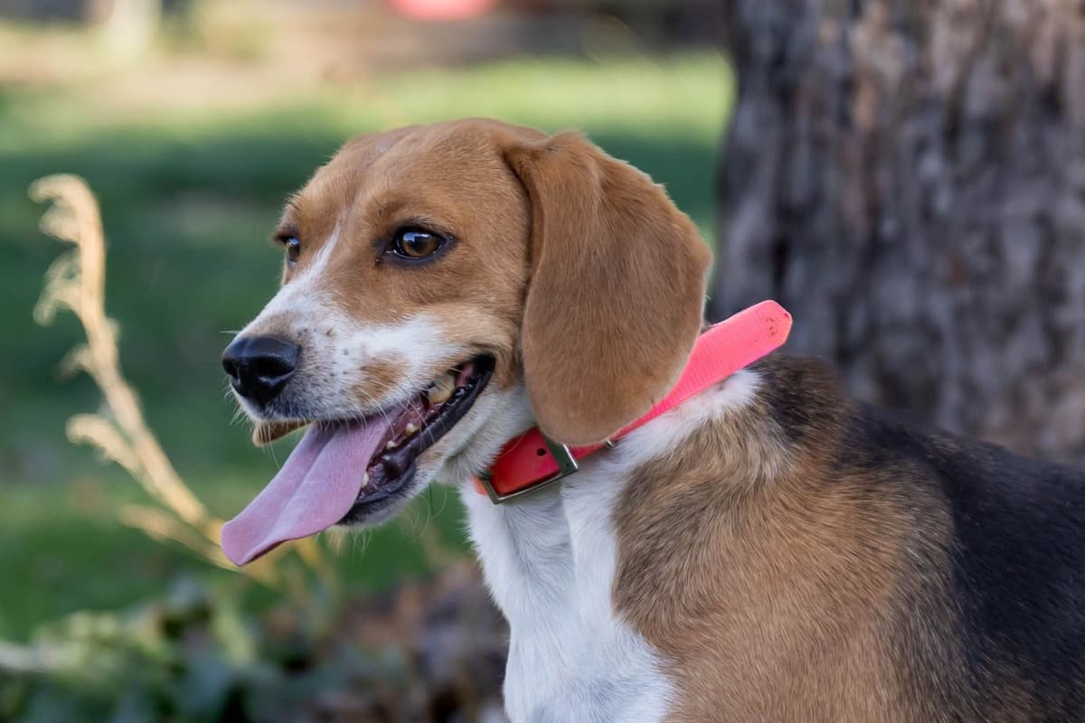 Beagle Puppies breeder image 12