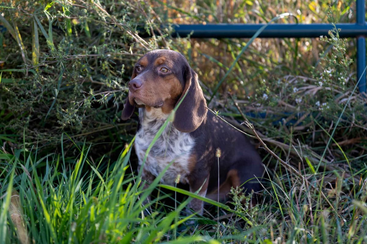Beagle Puppies breeder image 13