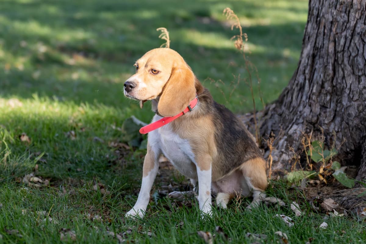 Beagle Puppies breeder image 14