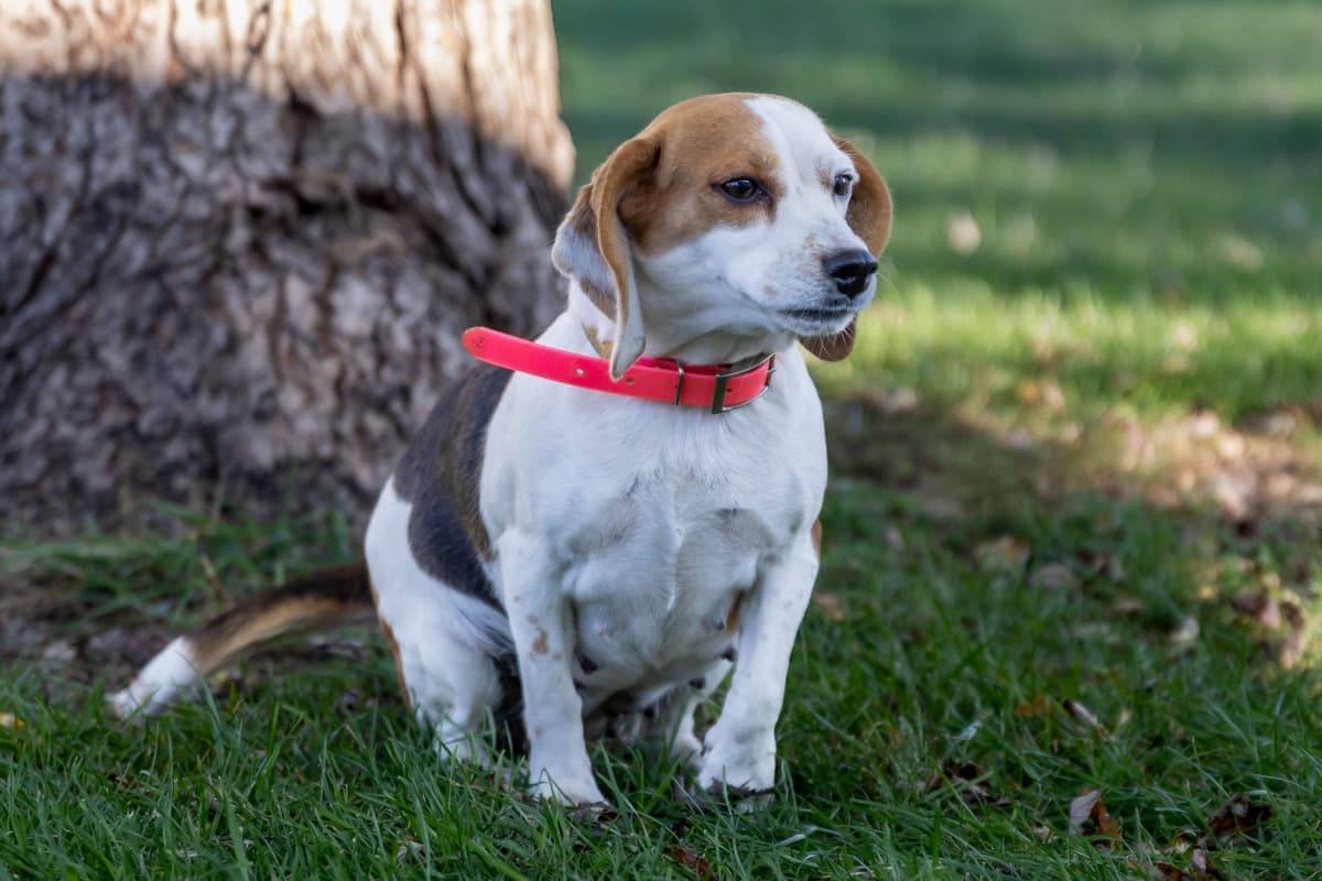 Beagle Puppies breeder image 15