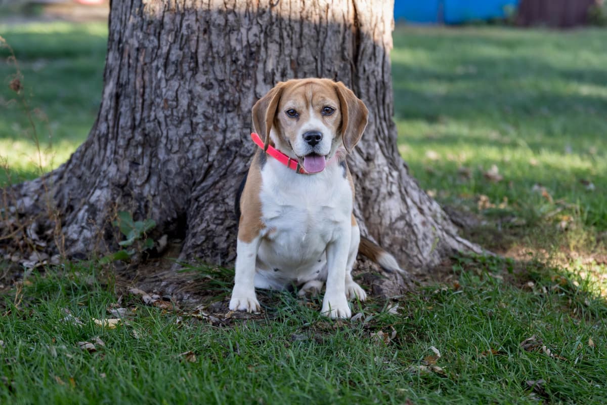 Beagle Puppies breeder image 16