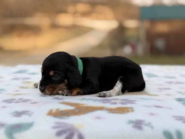 Beagle Puppies media 2
