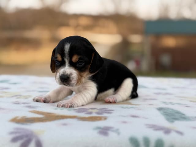Beagle Puppies media 3