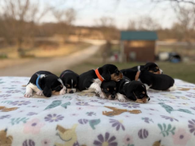Beagle Puppies media 4