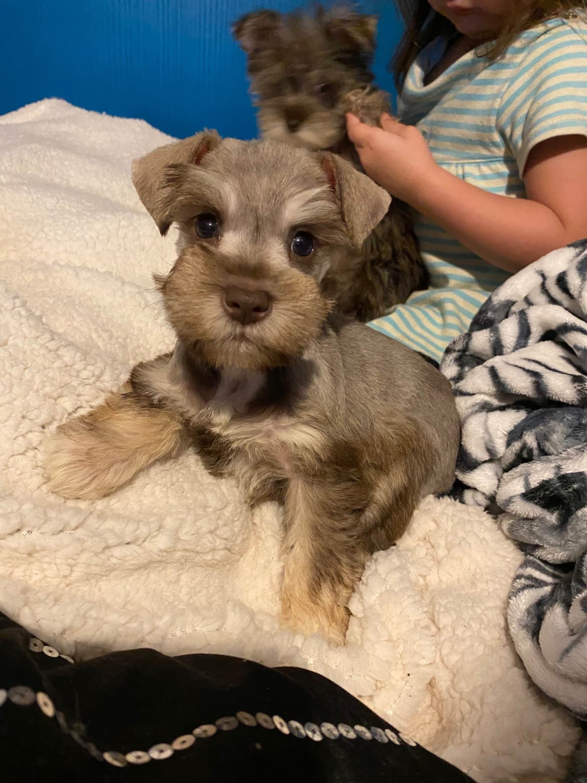 Miniature Schnauzer Puppies breeder image 3