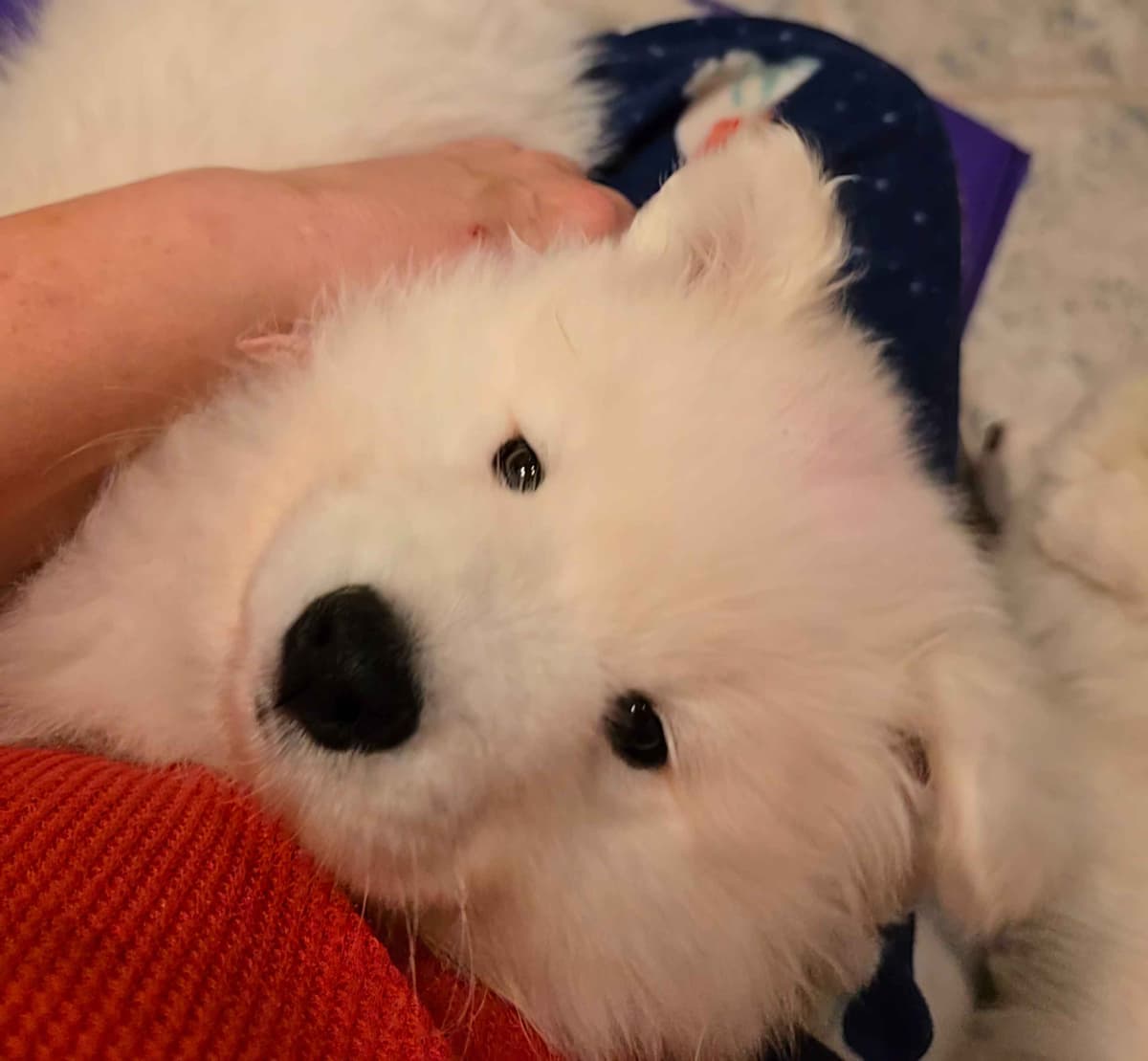 Samoyed Puppies breeder image 1