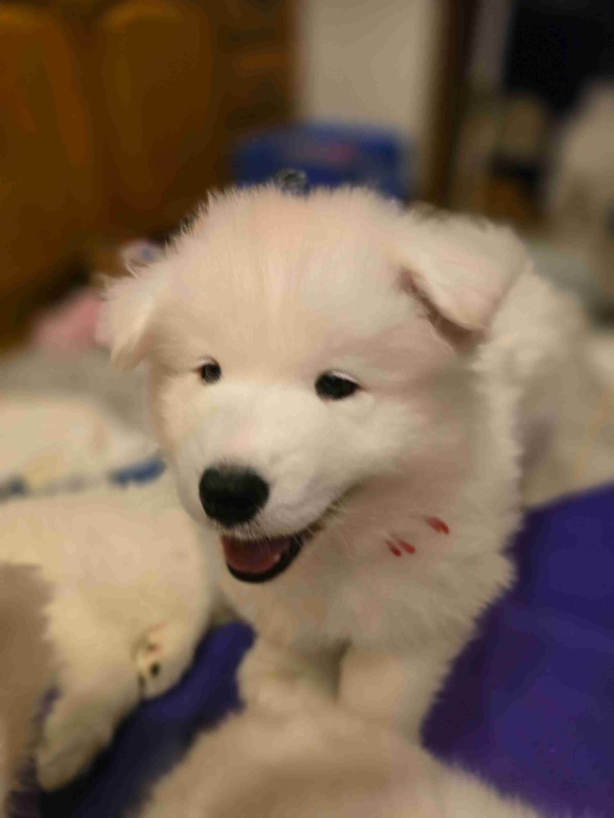 Samoyed Puppies breeder image 2