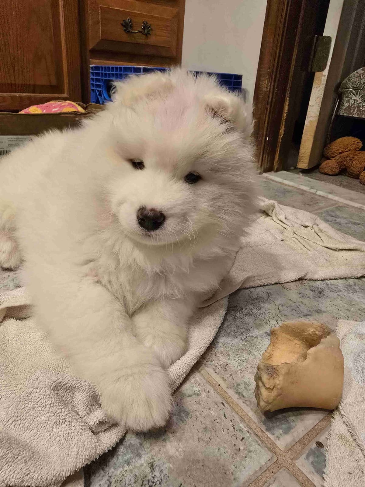 Samoyed Puppies breeder image 3