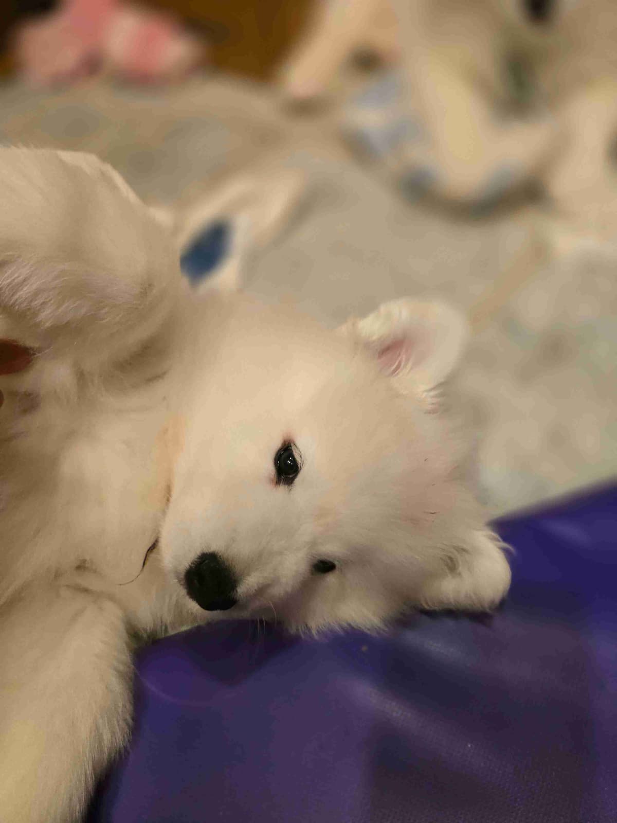Samoyed Puppies breeder image 4