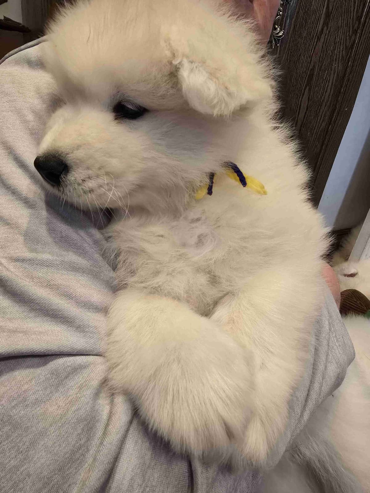 Samoyed Puppies breeder image 6