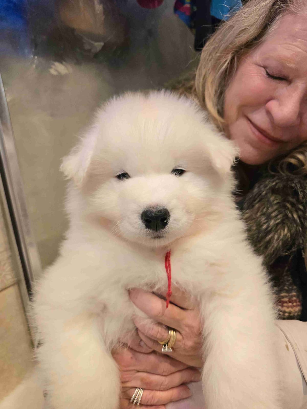 Samoyed Puppies breeder image 5