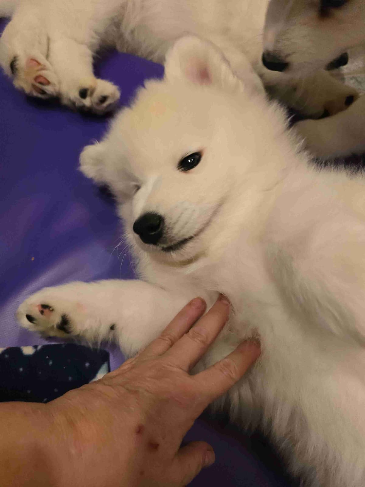 Samoyed Puppies breeder image 8