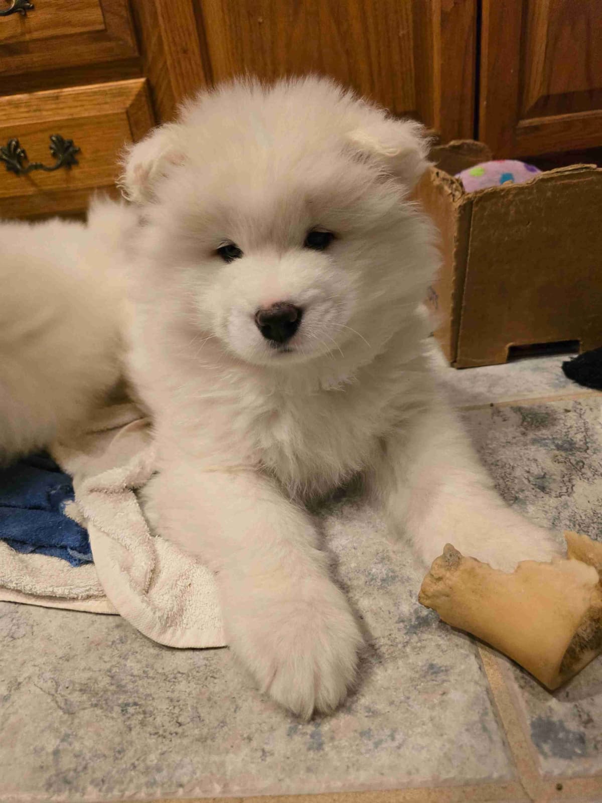 Samoyed Puppies breeder image 9