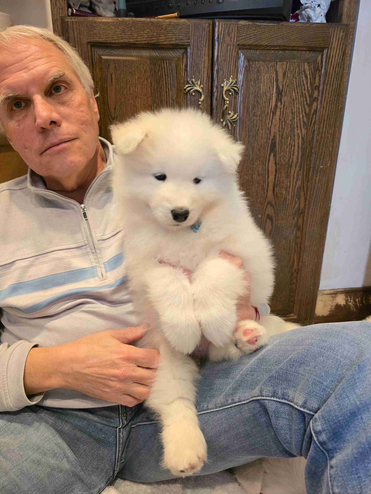 Samoyed Puppies breeder image 11