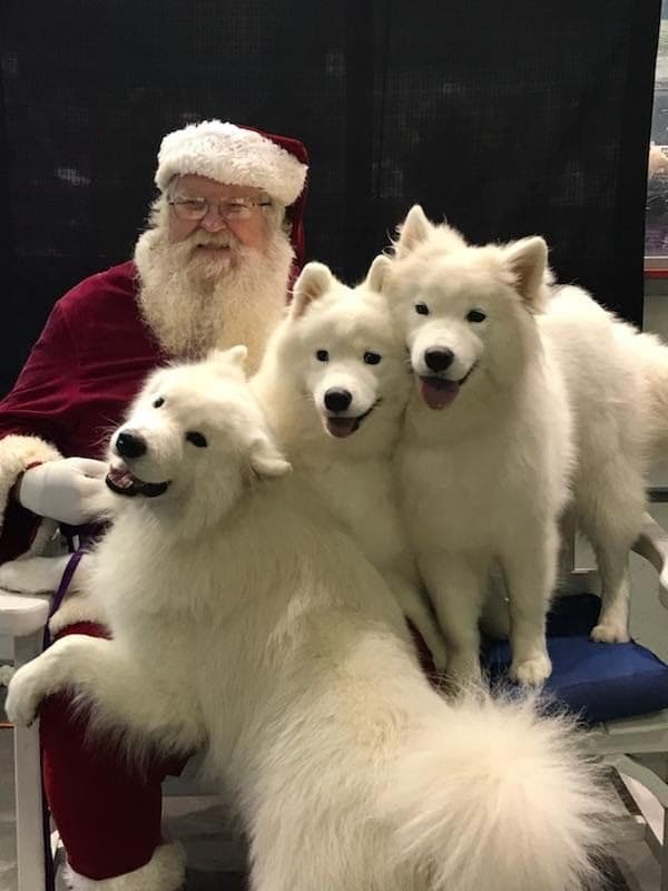 Samoyed Puppies breeder image 12