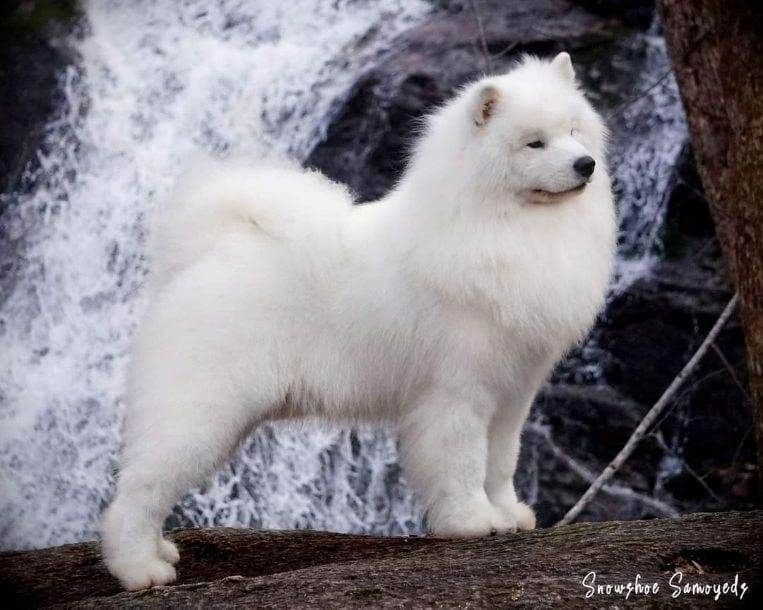 Samoyed Puppies breeder image 14