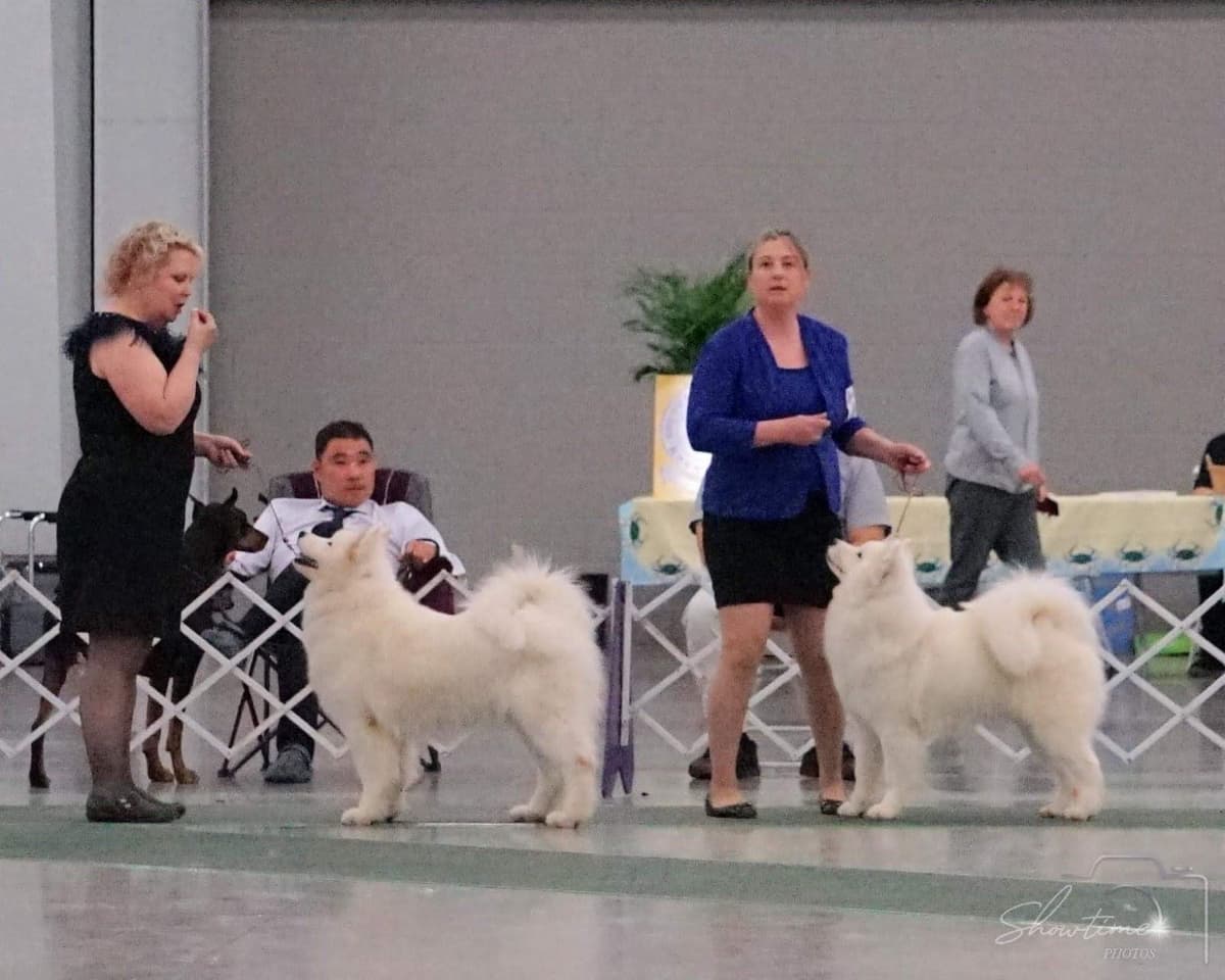 Samoyed Puppies breeder image 17