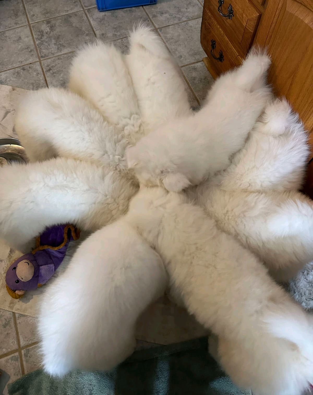 Samoyed Puppies breeder image 20
